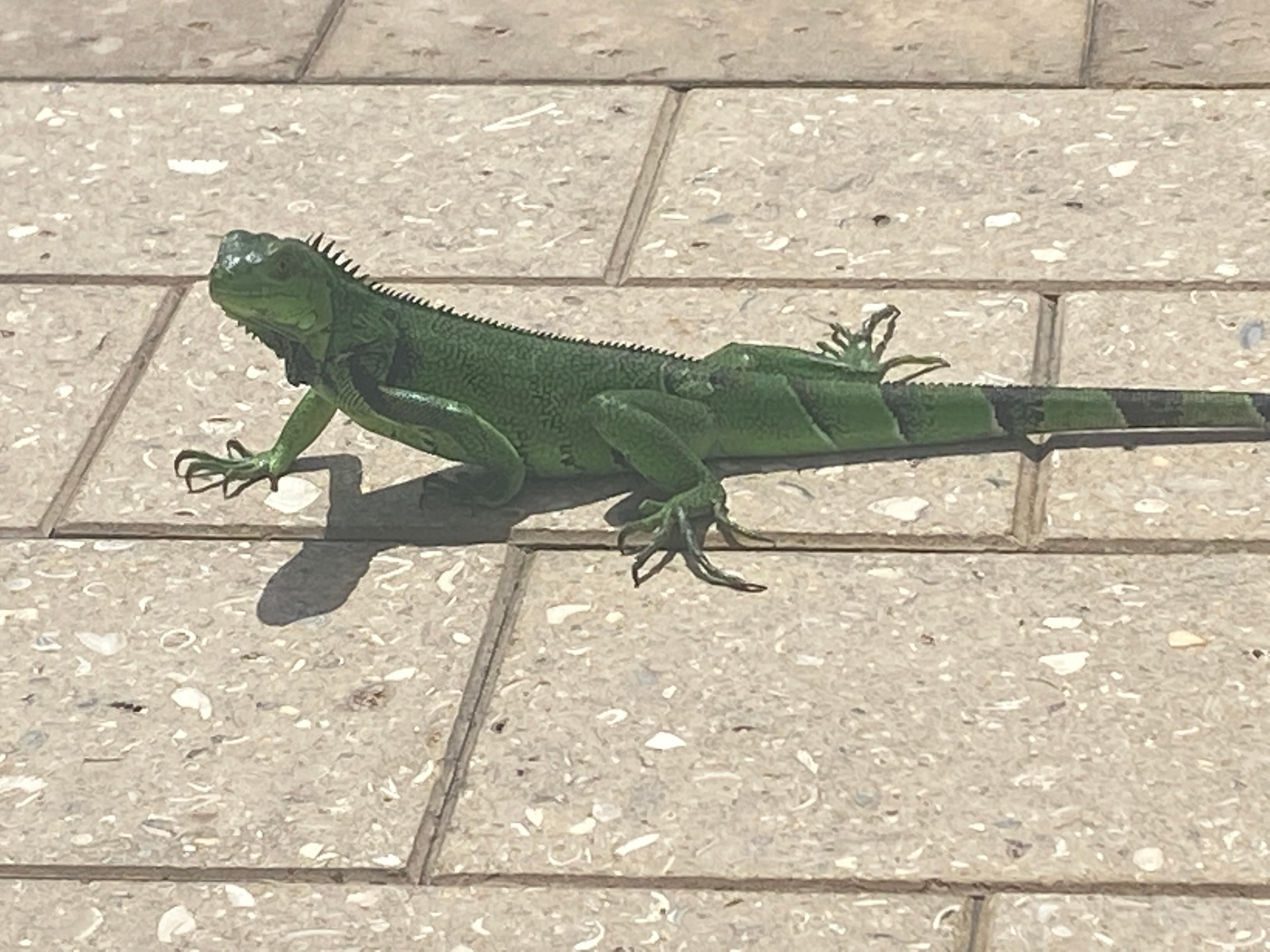 Tons of lizards and iguanas at the pool